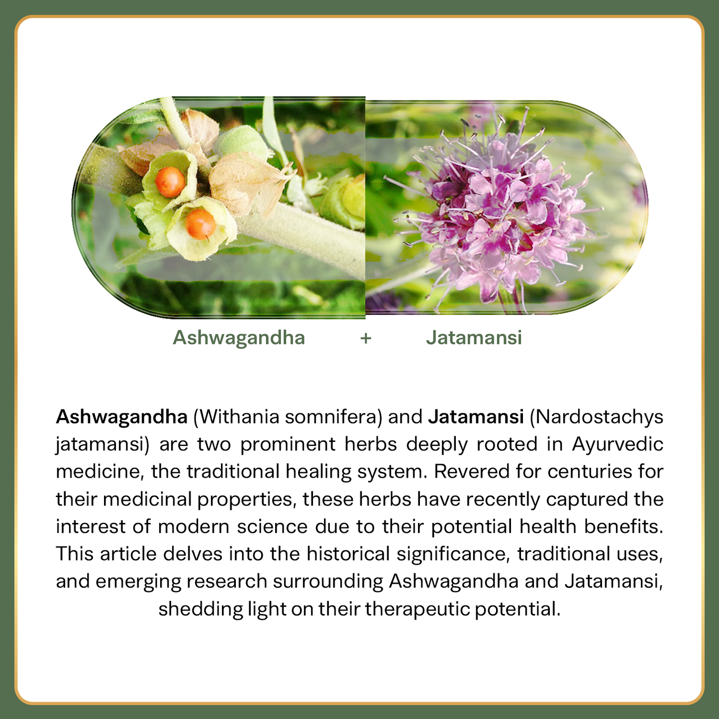 Ashwagandha capsule| Extract 350Mg + Jatamansi Extract (100Gm)