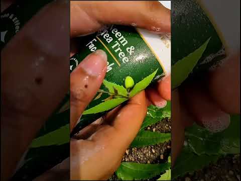 Neemelia Skin Care & Treatment Kit